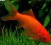 Des plantes et des bêtes : Le suicide du poisson rouge