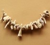 Un collier de coquillages vieux de soixante-quinze mille ans