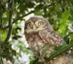 Chouettes, hiboux (strigiformes)