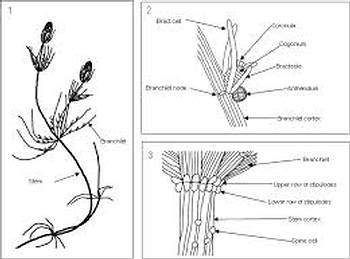 Charophytes