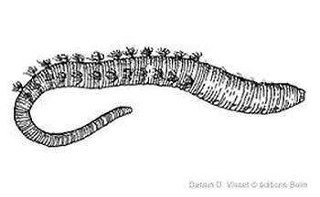 Deutérostomiens