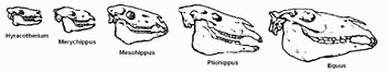 Méthanopyrales