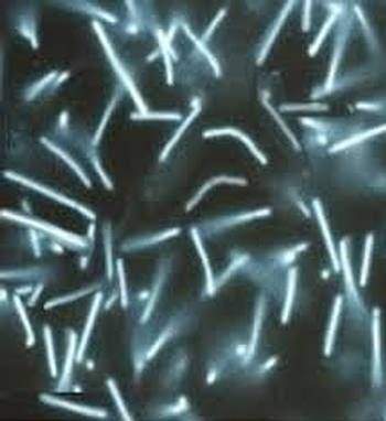 Thermoplasmales