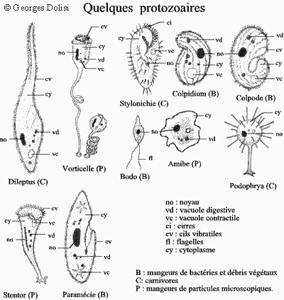 Des protozoaires aux métazoaires : Les monocellulaires ou protozoaires