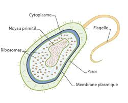 Les monocellulaires ou protozoaires : Les procaryotes