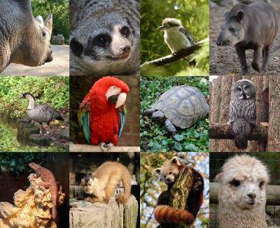 Tout savoir sur les animaux