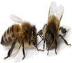 Le temps du vivant : Le langage des abeilles