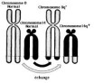 Les remaniements chromosomiques : Les différents types