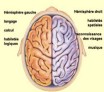 La latéralisation fonctionnelle des hémisphères cérébraux