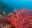 Corail rouge, gorgones (octocoralliaires)